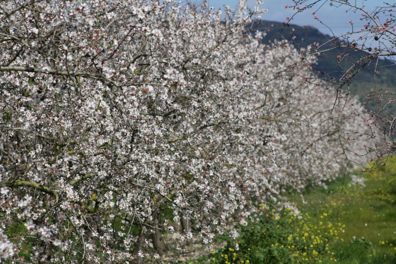 054 Finca Es Bosquerro Etv5362 By Mallorca Charme Santa Margalida Eksteriør bilde